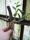 Dendrobium crumenatum (vyvázané) - 2/3