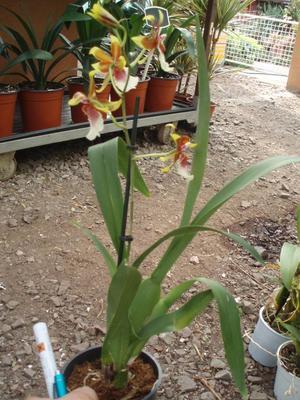 Kvetoucí orchidej Cambria #3 - 2