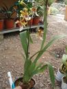 Kvetoucí orchidej Cambria #3 - 2/2