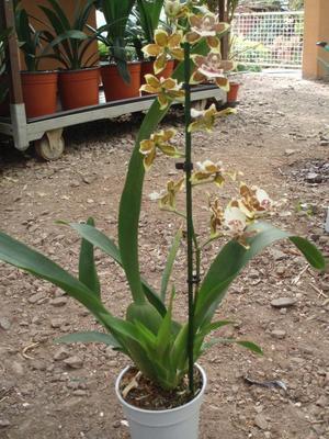 Kvetoucí orchidej Cambria #4 - 2