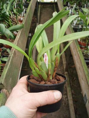 Maxillaria variabilis - 2