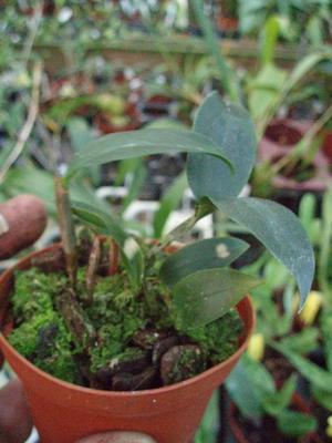 Dendrobium tetragonum var. giganteum - 2