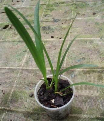 Epidendrum ferrugineum - 2