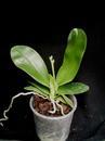 Phalaenopsis Phoenix Girl - 2/4