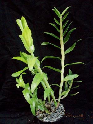 Dendrobium uniflorum - 2