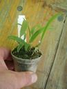 Bulbophyllum odoratissimum - 2/5