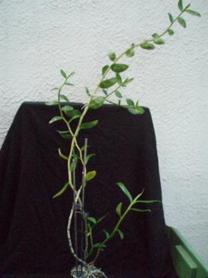 Dendrobium guangxiense - 2