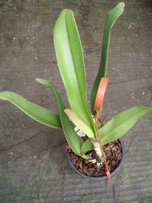 Blc. Young Kong 'ORCHIS' - 2