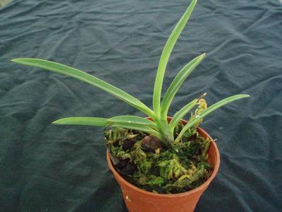 Neofinetia falcata (menší rostlina) - 2