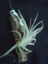 Tillandsia subsecundifolia - 2/2