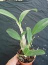 Dendrobium speciosum 'Peninsula Princess' - 2/3
