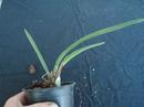 Maxillaria pachyphylla - 2/4