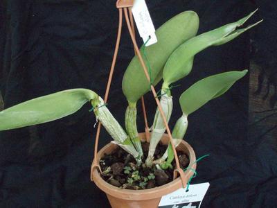 Cattleya dolosa v, alba - 2