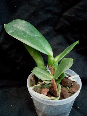 Cattleya trianae - 2