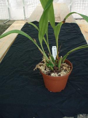Ida trifoliata (větší trs) - 2