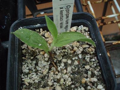 Cypripedium reginae 'alba' x kentuckiense - 2