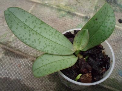 Phalaenopsis lindenii - 2