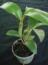 Dendrobium palpebrae - 2/4