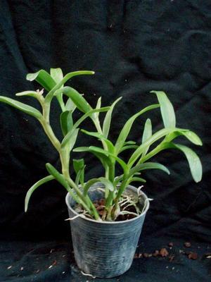 Epidendrum trialatum - 2