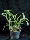 Epidendrum trialatum - 2/4