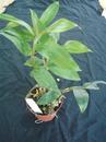 Dendrobium cumulatum - 2/3