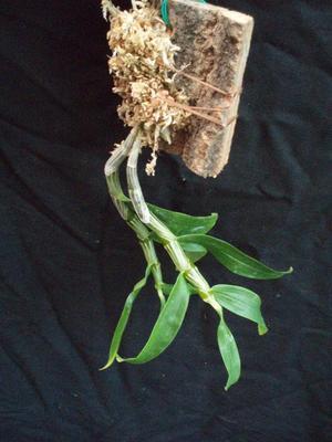 Dendrobium unicum - 2