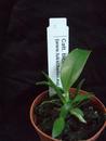 Cattleya bicolor - 2/4
