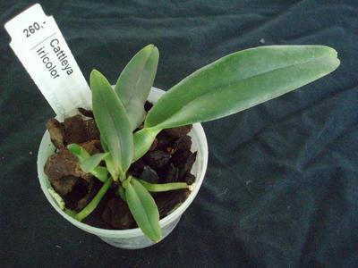 Cattleya iricolor - 2