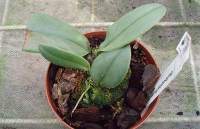 Bulbophyllum phalaenopsis - 2