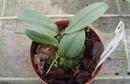 Bulbophyllum phalaenopsis - 2/3