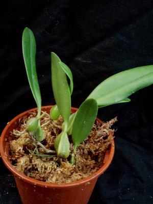 Bulbophyllum miniatum (menší trs) - 2