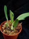 Bulbophyllum miniatum (menší trs) - 2/4