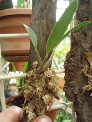 Dendrobium delicatum - 2