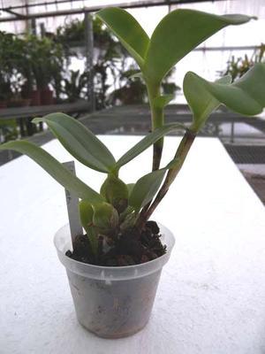 Cattleya skinneri - 2