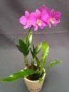 Dendrobium Cherry Song 'CT-Pink Lady' - 2/2