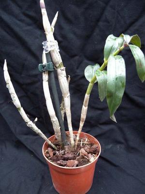 Dendrobium capituliflorum - 2