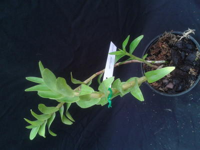 Dendrobium pantherinum - 2