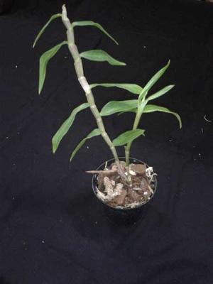Dendrobium victoria reginae - 2