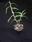 Dendrobium victoria reginae - 2/2