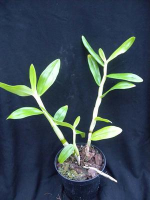 Dendrobium bracteosum - 2