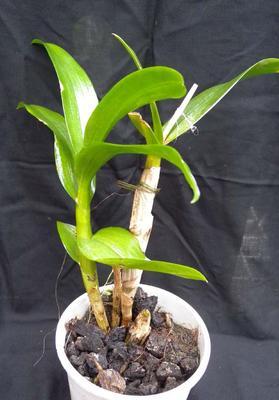 Hybridní orchidej - Dendrobium phalaenopsis - 2