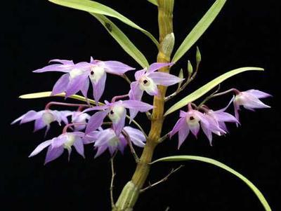 Dendrobium hercoglossum - 2