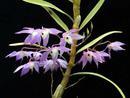 Dendrobium hercoglossum - 2/3
