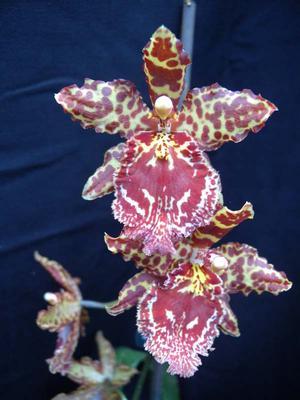 Orchidej pro začátečníky - Cambria/Oncidium a příbuzné rody - 2