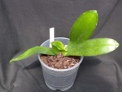 Phalaenopsis mariae - 2