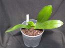 Phalaenopsis mariae - 2/3
