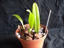 Bulbophyllum cornutum - 2/6
