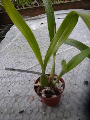 Epidendrum radiatum - 2
