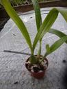 Epidendrum radiatum - 2/3