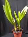 Eria hyacinthoides - 2/2